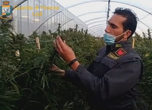 Cuneo, sequestrata piantagione di marijuana lungo il fiume Tanaro