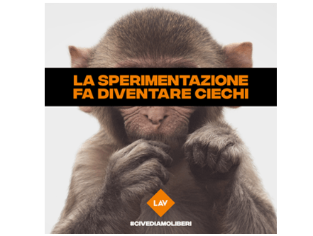 sperimentazione sugli animali