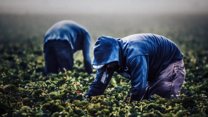 braccianti agricoli