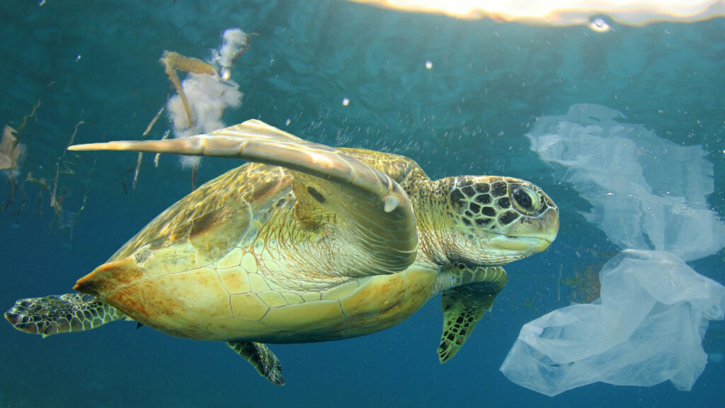 plastica il giornale polare