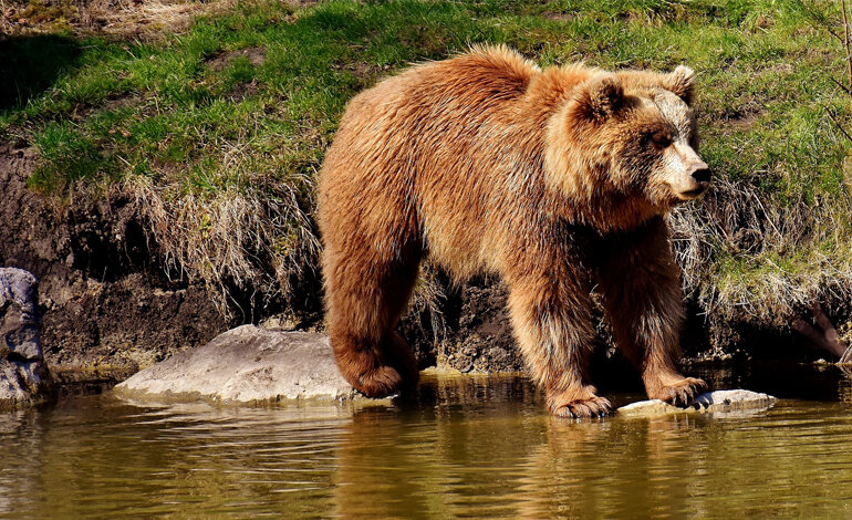 De Guelmi risponde: «L'orso attacca se avverte minacce. Il 6