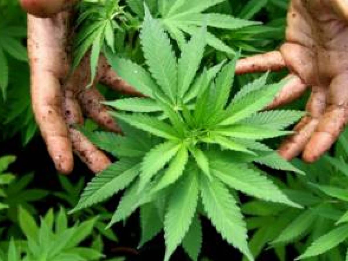 laboratorio coltivazione marijuana il giornale popolare