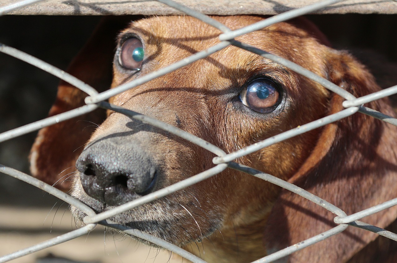 ddl contro gli animali