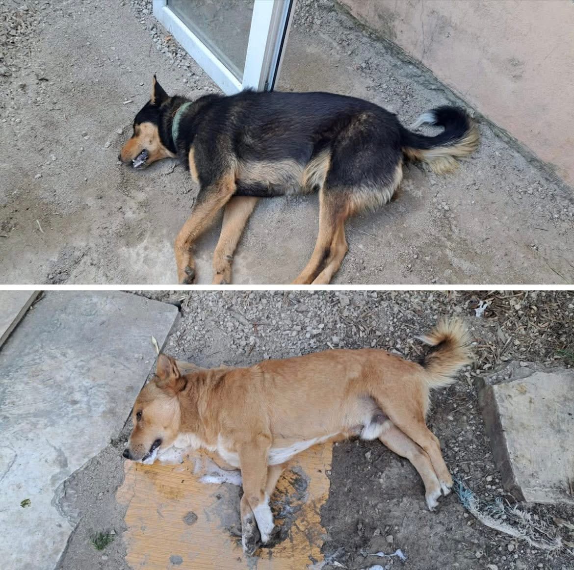 cani randagi albania