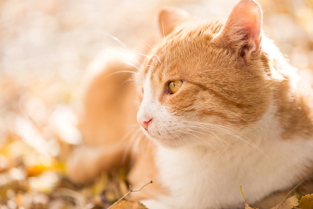 gatto arancione gatti arancioni