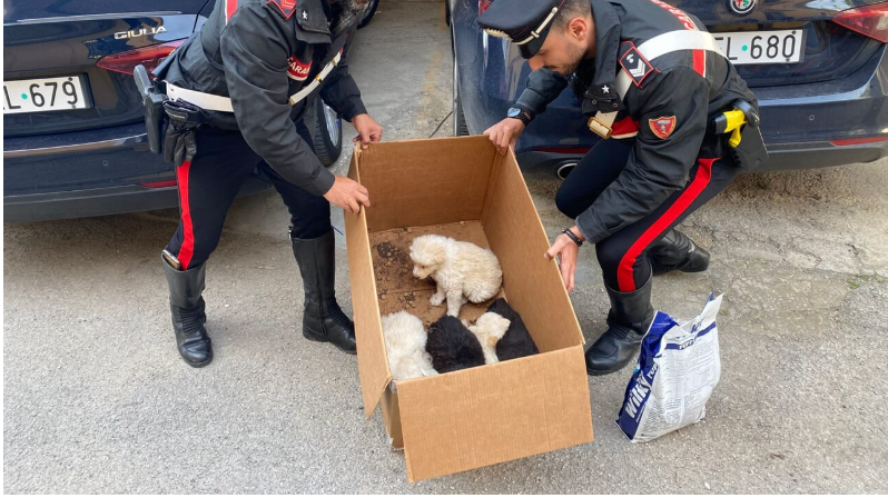 cuccioli cane carabinieri salvati