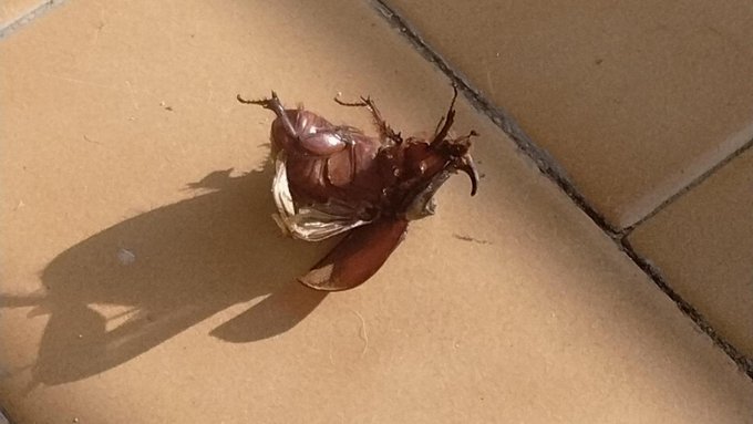 blatte giganti volanti