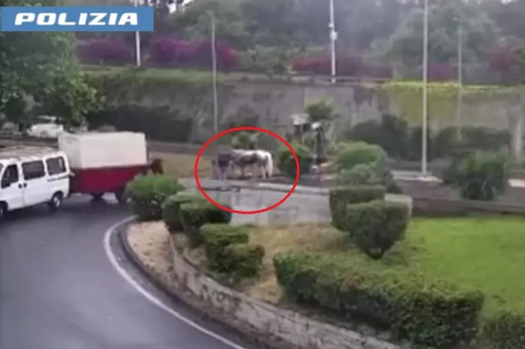 cavallo