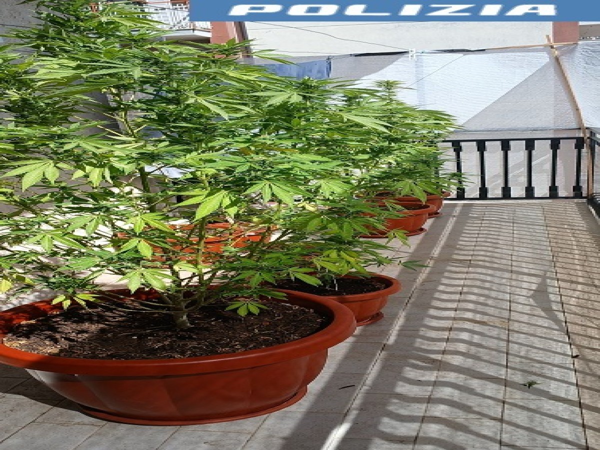 Battipaglia, arrestato 45enne per coltivazione e spaccio di marijuana