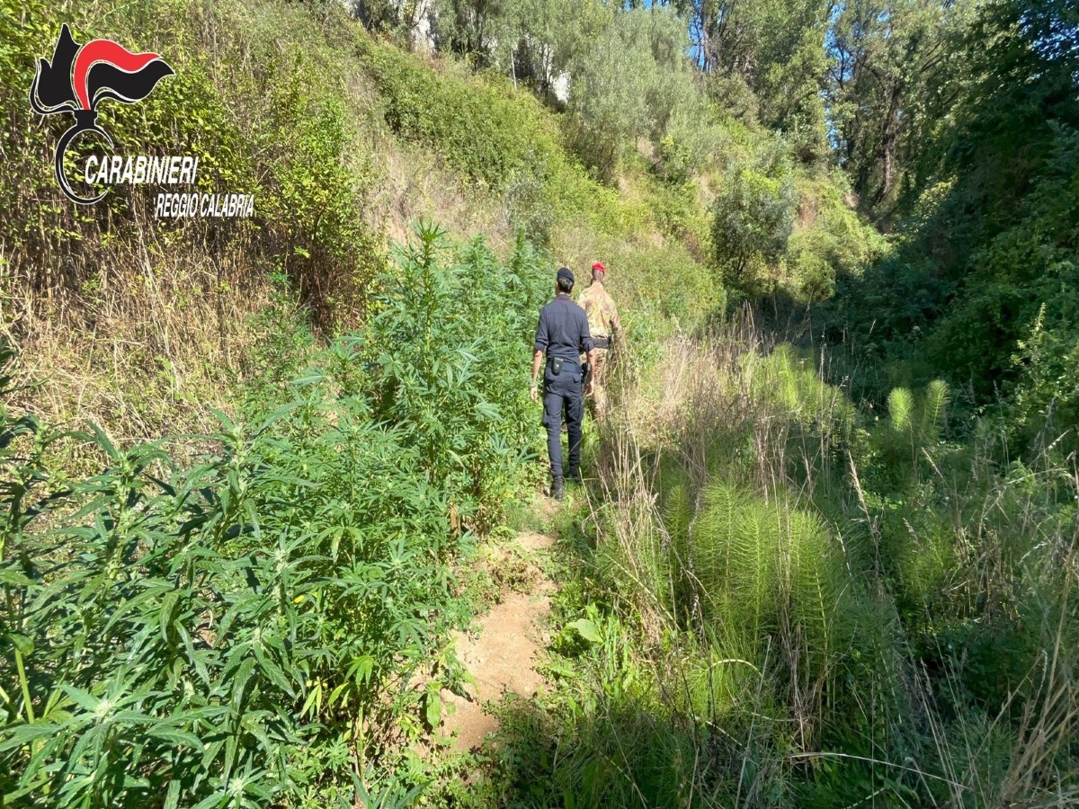 Maxi piantagione di cannabis scoperta dai Carabinieri