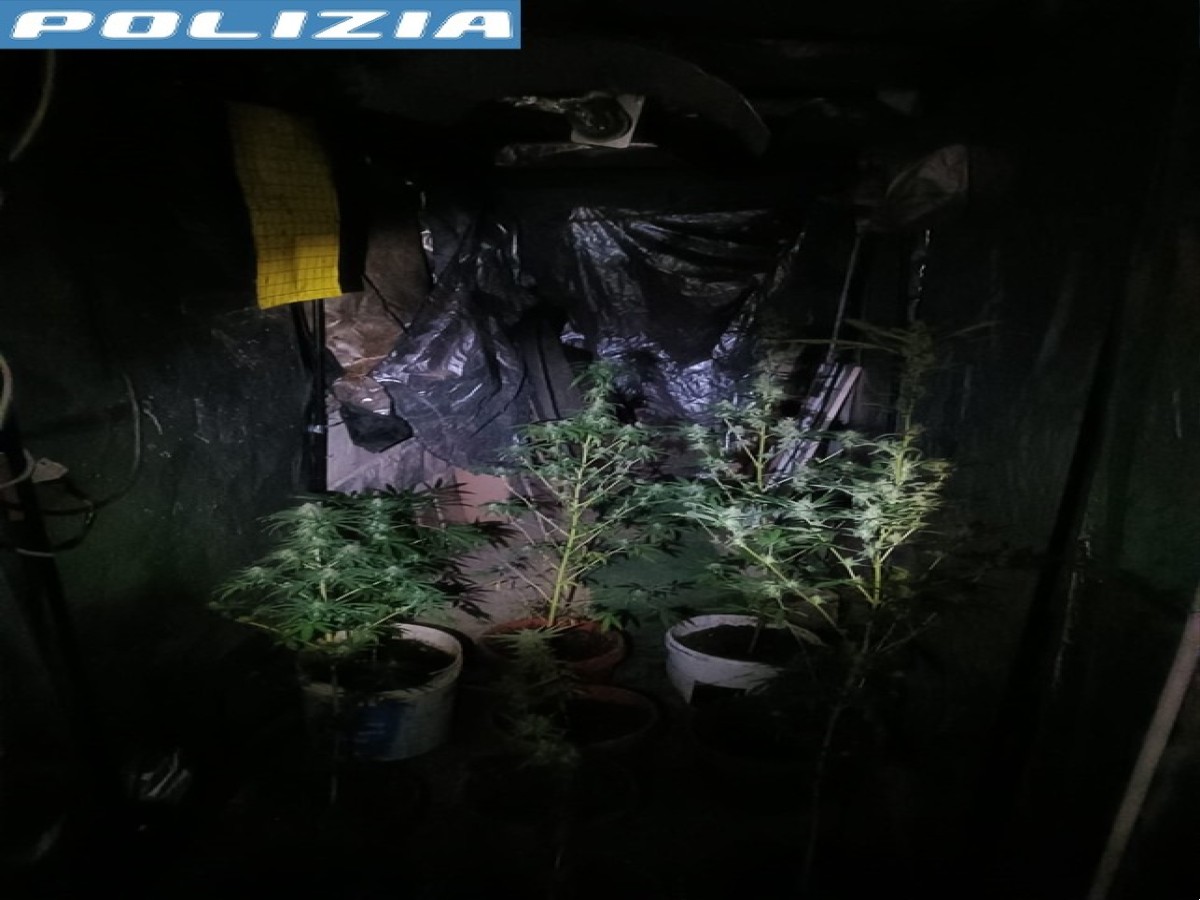 Sassari, scoperta piantagione di marijuana, denunciato un uomo