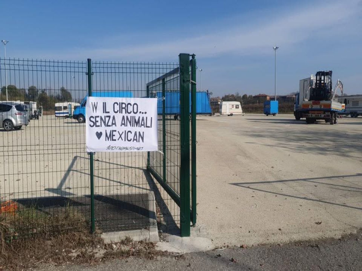 Blitz animalista al circo Mexican, applausiper uno spettacolo senza animali